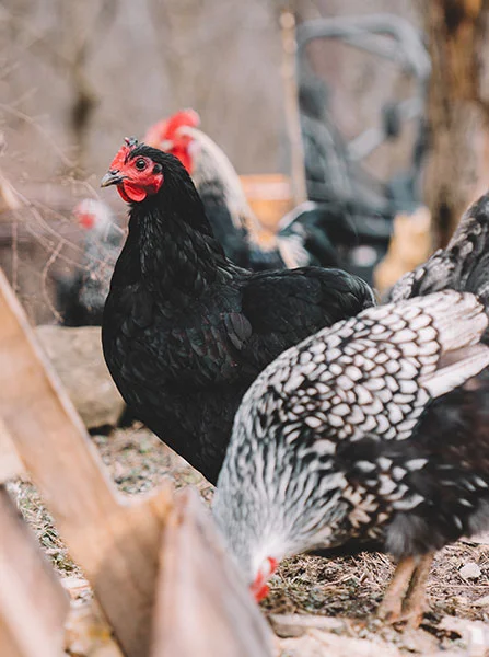huevos ecologicos gallina negra
